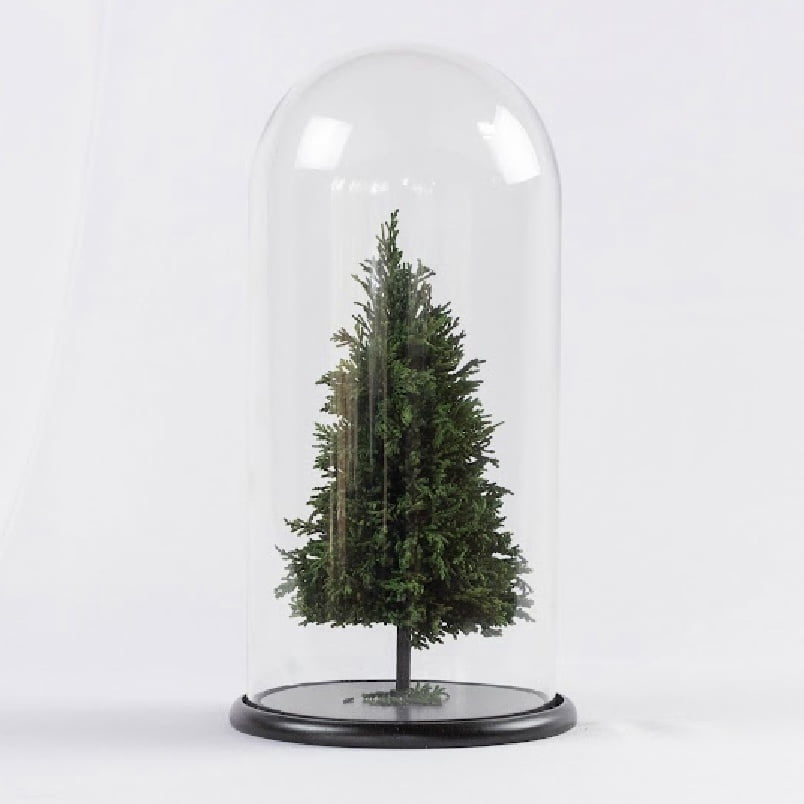 Allpa-roseamor - Cúpula Con Árbol De Navidad Preservado Natural