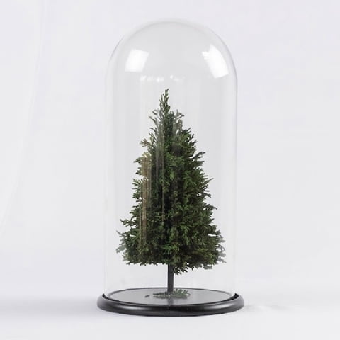 Allpa-Roseamor - Cúpula Con Árbol De Navidad Preservado Natural