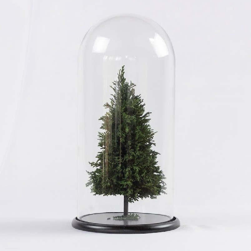 Allpa-Roseamor - Cúpula Con Árbol De Navidad Preservado Natural