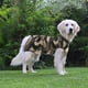 thumbnail image 3 of Traje de recuperación para perros, monos para gatos para heridas abdominales, camiseta de recuperación para mascotas macho y hembra, traje quirúrgico cómodo después de la cirugía, monos antilamidos pa, 3 of 8