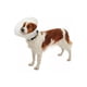 thumbnail image 5 of Collar Isabelino Para Mascotas Buster Classic 10 Cm, 5 of 5