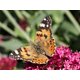 thumbnail image 3 of Recambio básico de Cup of Caterpillars Insect Lore con 5 Painted Lady, 3 of 4