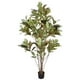 thumbnail image 1 of Planta Decorativa Arbol Croton 120Cm, 1 of 3