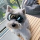 thumbnail image 4 of 1pc Dog Sunglasses,Waterproof Windproof Eye Protection Cool Dog Goggles Pet Glasses Eye Wear Protection For Small Medium Dog, 4 of 4