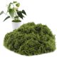 thumbnail image 1 of Musgo Artificial Yomirduy 300 g Verde para Decoración de Manualidades, 1 of 6