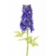 thumbnail image 1 of Delphinium Azul 94cm Con Textura Realista, 1 of 3