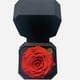 thumbnail image 2 of Gift Box 11 Con Rosa Preservada Natural Rojo, 2 of 3