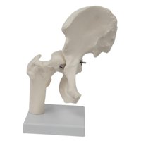 Bothyi - Modelo De Articulación De Cadera Humana, Resistente Y Práctico, Color Blanco, Para Estudiantes De Osteopatía.