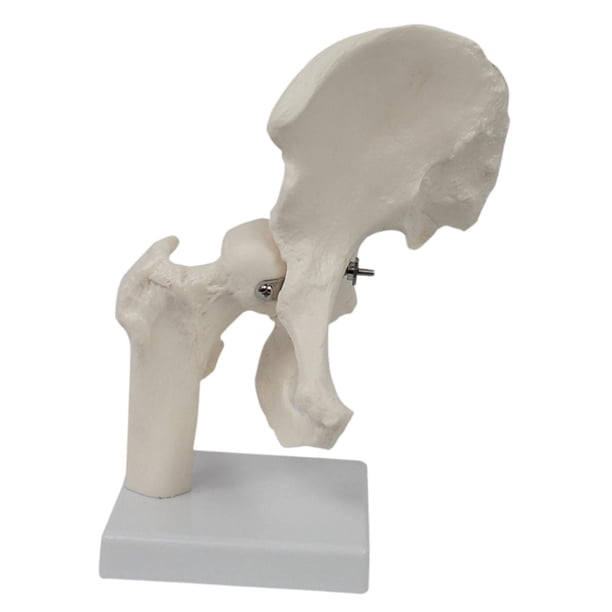 Modelo De Articulación De Cadera Humana, Resistente Y Práctico, Color Blanco, Para Estudiantes De Osteopatía.