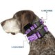 thumbnail image 2 of Collar para Perro Buckle-Down Calaveras Paisley 3.8 cm de Ancho Grande, 2 of 8