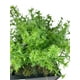 thumbnail image 3 of Planta Decorativa Perejil 30cm Artificial, 3 of 3