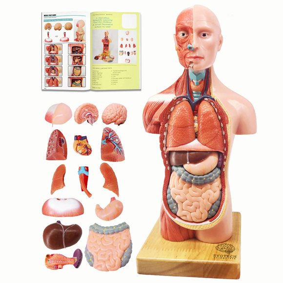 Modelo Anatómico EVOTECH SCIENTIFIC 28 cm 15 piezas desmontables