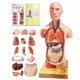 thumbnail image 1 of Modelo Anatómico EVOTECH SCIENTIFIC 28 cm 15 piezas desmontables, 1 of 7
