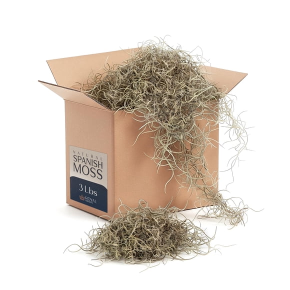 Musgo Español Natural Royal Imports 1,5 kg Caja a Granel