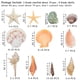 thumbnail image 2 of Conchas marinas Sea Shells Fangoo Mixed Beach, 9 tipos, +70 unidades, 2 of 7