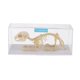 thumbnail image 1 of Esqueleto De Conejo, Modelo De Hueso De Animal, Material Didáctico De Biología Científica, 1 of 5