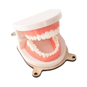 Magideal - Modelo De Cepillado De Dientes De Vida Práctica Para Niños, Material Didáctico, Accesorios De Tablero Ocupado Multifuncional Educativo Preescolar Para