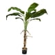 thumbnail image 1 of Arbol De Banano 175cm, 1 of 3