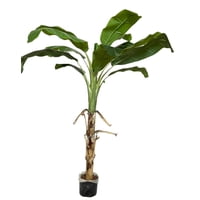 Corel - Arbol De Banano 175Cm