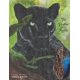 thumbnail image 1 of Libro Majosta – La Pantera y el Morpho (Amigos de la Selva), 1 of 1