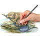 thumbnail image 5 of Juego de lápices de acuarela y grafito tintados Staedtler de 12 colores, 5 of 7
