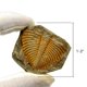 thumbnail image 5 of Fósiles Fabrvog Cola de Trilobite con Lupa, 5 of 6