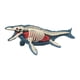 thumbnail image 3 of Modelo De Cuerpo Animal Para El Aprendizaje, Material Didáctico Para Niños Que Estudian En Casa (3106), 3 of 5