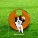 thumbnail image 5 of Túnel de Agilidad para Perros GeerDuo 3 m Naranja con Estacas y Bolsa, 5 of 8