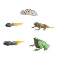 Magideal - Ciclo De Vida De Juguetes De Rana Figuras Del Ciclo De Crecimiento Animal, Material Didáctico Científico Para Edades De 3 A 6 Años Juguetes Cognitivos