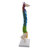 Bothyi - Modelo De Columna Vertebral De Esqueleto Humano Con Soporte Para Demostración
