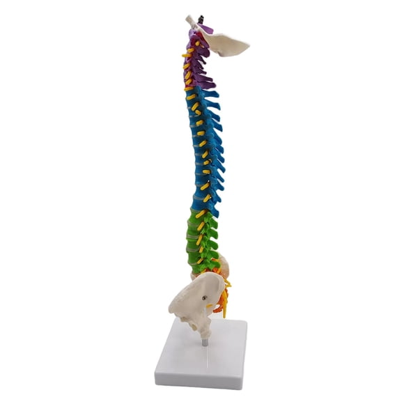 Modelo De Columna Vertebral De Esqueleto Humano Con Soporte Para Demostración