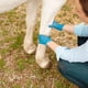 thumbnail image 2 of Gel de linimento veterinario MagnaGard para caballos con dolor muscular, 2 of 4