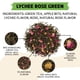 thumbnail image 2 of Té Herbal BREWIX Té Verde con Lichi y Rosa 100g (más de 50 tazas), 2 of 9