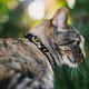 thumbnail image 2 of Collar para gatos con cinturón de seguridad Simba Nala Hakuna Matata, rey león, 2 of 4