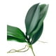 thumbnail image 3 of Hoja De Orquidea 28cm Artificial, 3 of 3