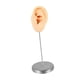 thumbnail image 4 of Accesorio De Exhibición De Joyas Para Aretes, Fotos, Modelo De Oreja De Silicona Para Práctica De Perforación, Piel Izquierda, 4 of 5