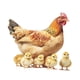 thumbnail image 5 of Pegatina De Pared De Pollo, Gallo, Impermeable, Para La Cocina De Un Apartamento Escolar., 5 of 5