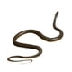 thumbnail image 4 of Figura De Serpiente De Juguete Figura De Serpiente Para Regalo De Halloween Decoración De Mesa Del Día De Los Inocentes Gris, 4 of 5