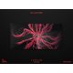 thumbnail image 3 of Vinilo Materia Collective – Carrion 2xLP Rojo/Negro, 3 of 6