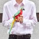 thumbnail image 2 of Peluche de Loro Hansa Rojo/Verde, 2 of 2