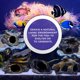 thumbnail image 2 of Set de 5 Piedras de Cíclido Dr. Miracle's para Acuario, 2 of 8