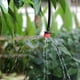 thumbnail image 3 of Gotero Riego Goteo Ajustable 80 L/h Pack 200 Un. Resistentes, 3 of 3