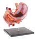thumbnail image 4 of 2: 3 Páncreas De Estómago Humano Humano Con órganos Internos Modelo De Anatomía Modelo, 4 of 4