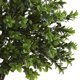 thumbnail image 3 of Arbustos Artificial Plant 6112-S2 Nearly Natural, juego de 2, color verde, 3 of 5