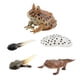 thumbnail image 4 of Montessori Frogs Life Cycle Model Animals Juego Cognitivo Para Niños Proyecto Estilo C, 4 of 5