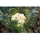 thumbnail image 3 of Semillas de Coliflor Snowball Huerto Las Encinas, 3 of 4