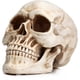 thumbnail image 1 of Calavera de resina READAEER tamaño real, 1 of 3