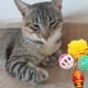 thumbnail image 2 of Set 5 Juguetes Forma Raton Mascotas Divertido Estimular Lau, 2 of 3