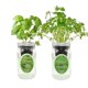thumbnail image 1 of Kit de cultivo hidropónico de hierbas Environet – Pack de 2 frascos con albahaca y cilantro, 1 of 6