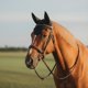 thumbnail image 3 of Gorro Horse Fly Equine Care, tamaño completo, de algodón negro, tejido a ganchillo, 3 of 4